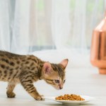 Поставщикам кормов дали отсрочку в 3 месяца